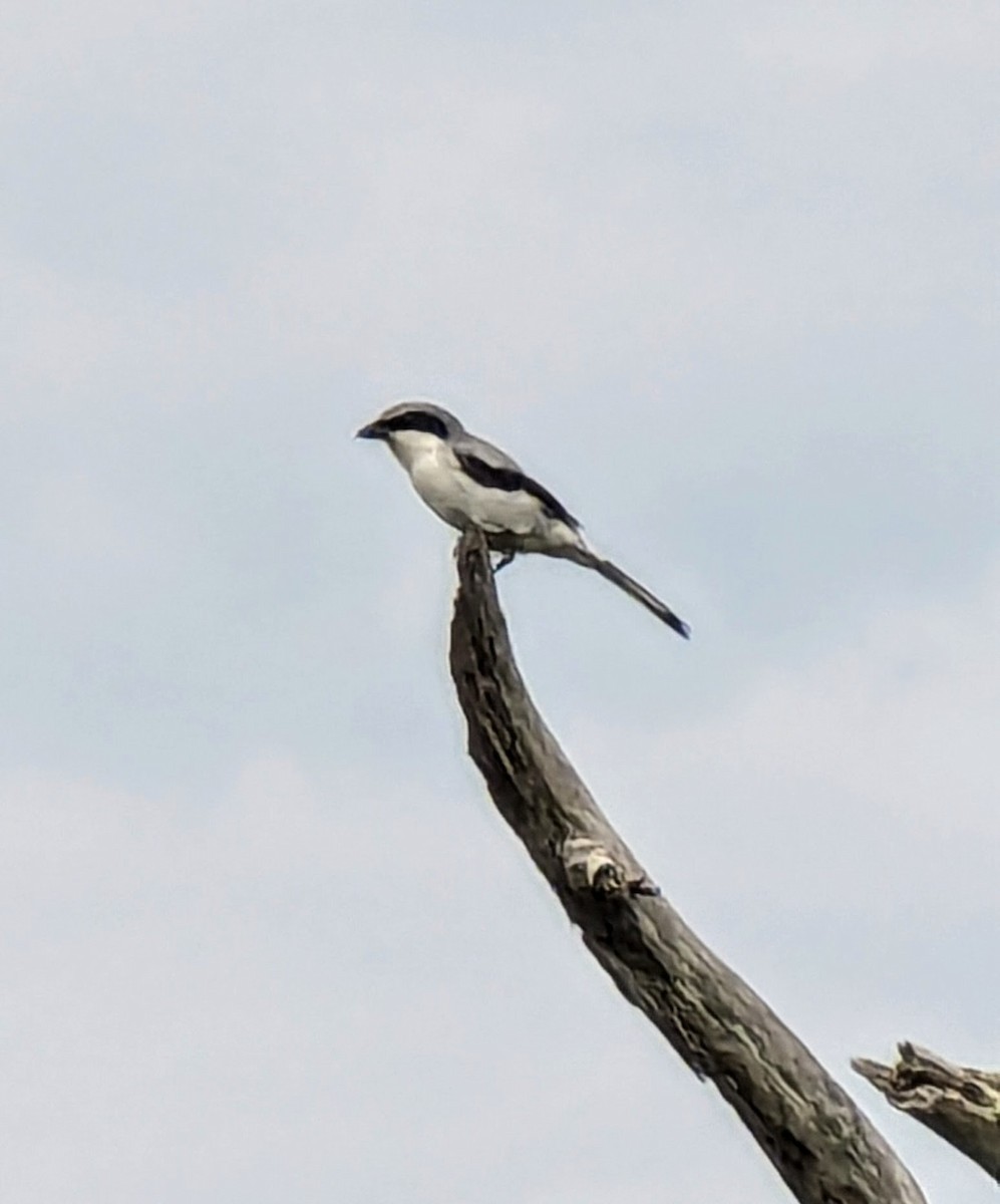 Loggerhead Shrike - ML623923979