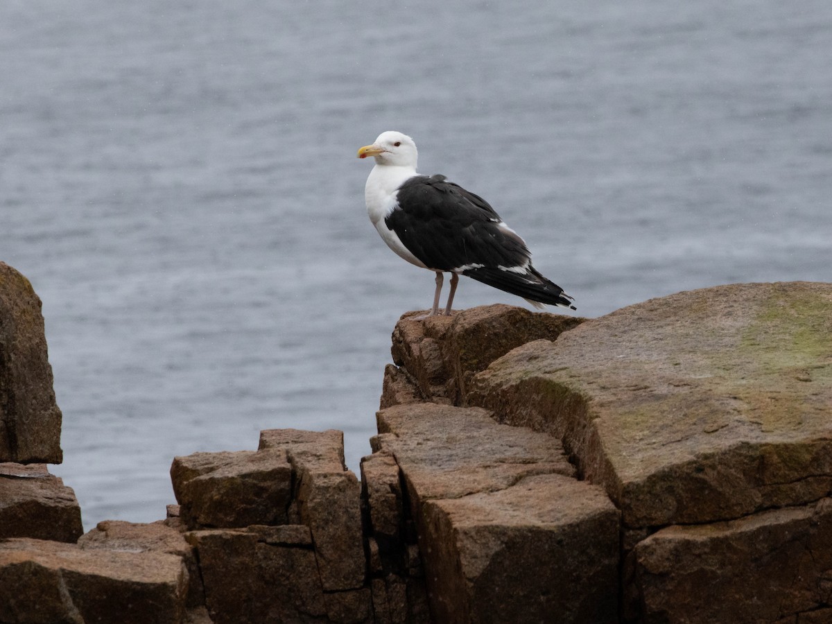 Great Black-backed Gull - ML623924003