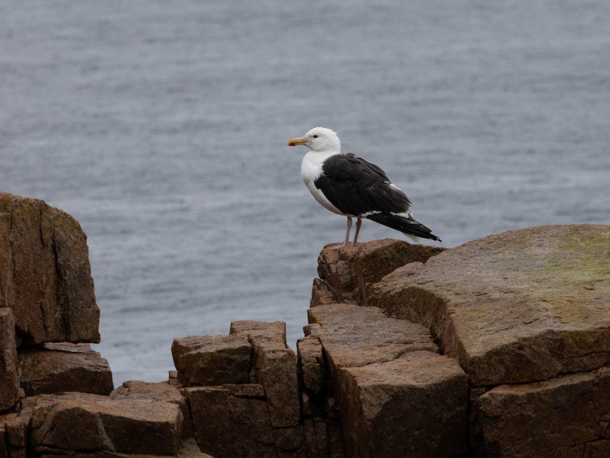 Great Black-backed Gull - ML623924004