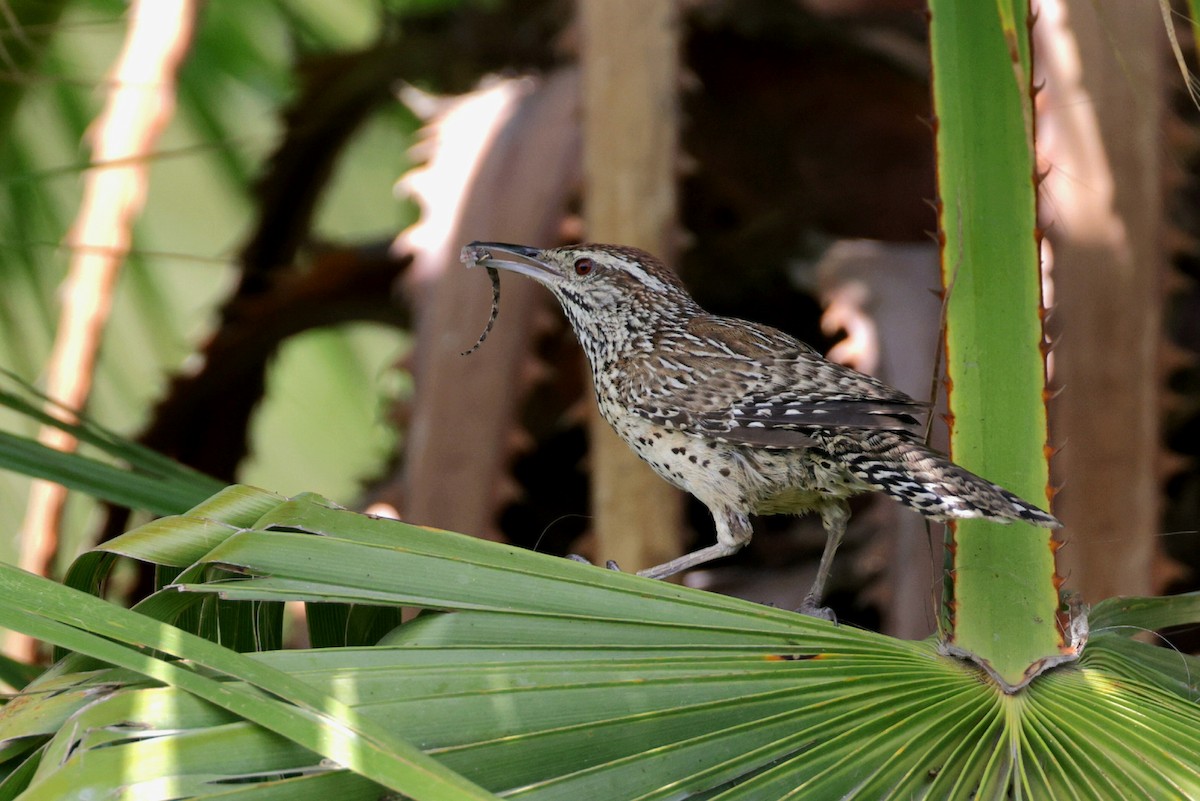 Cactus Wren - ML623924006