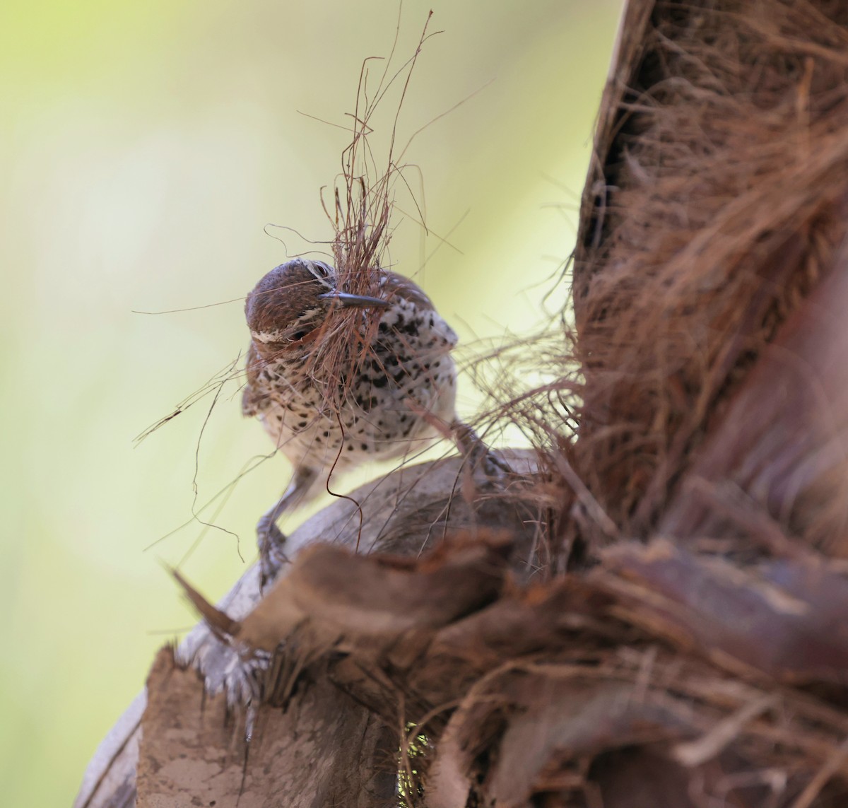 Cactus Wren - ML623924007