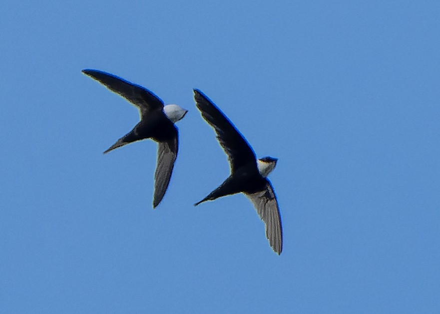 Lesser Swallow-tailed Swift - Guillermo  Saborío Vega