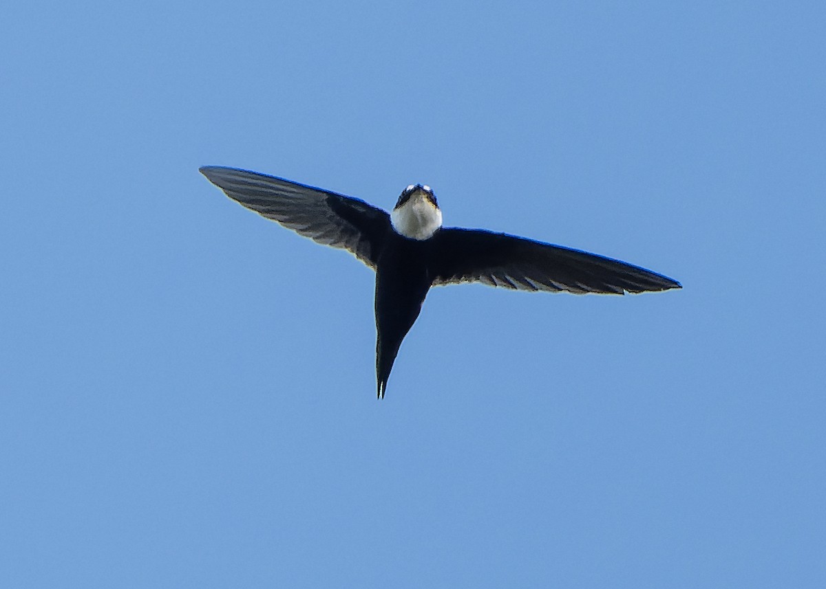 Lesser Swallow-tailed Swift - ML623924010