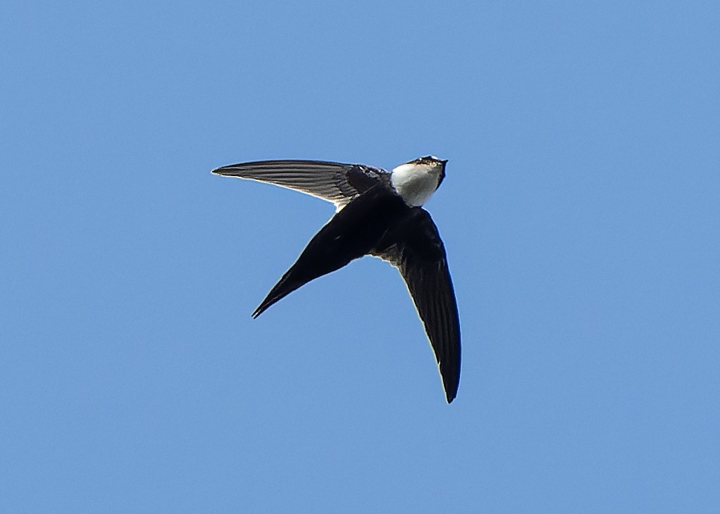 Lesser Swallow-tailed Swift - ML623924012