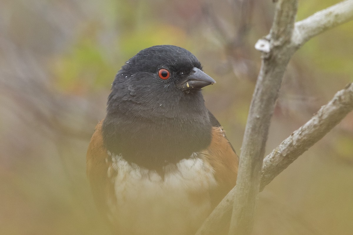 Spotted Towhee - ML623924014