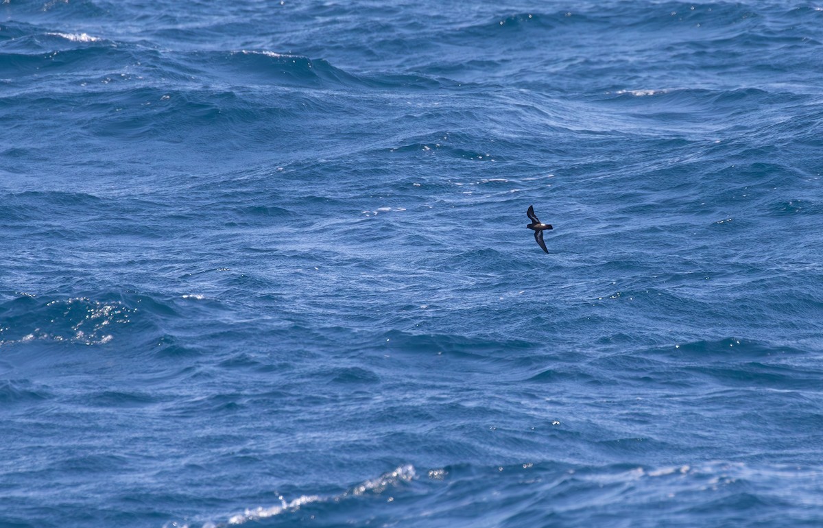 Océanite tempête - ML623924017