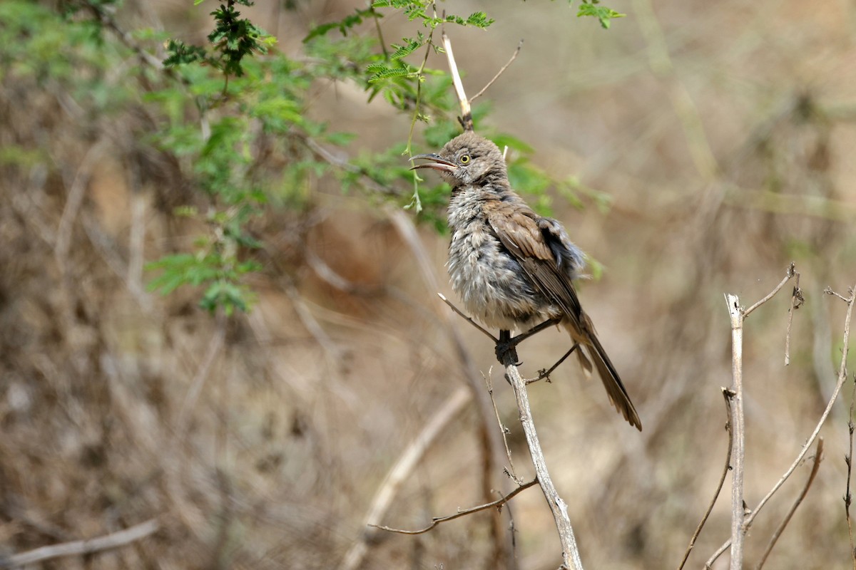 Gray Thrasher - ML623924018