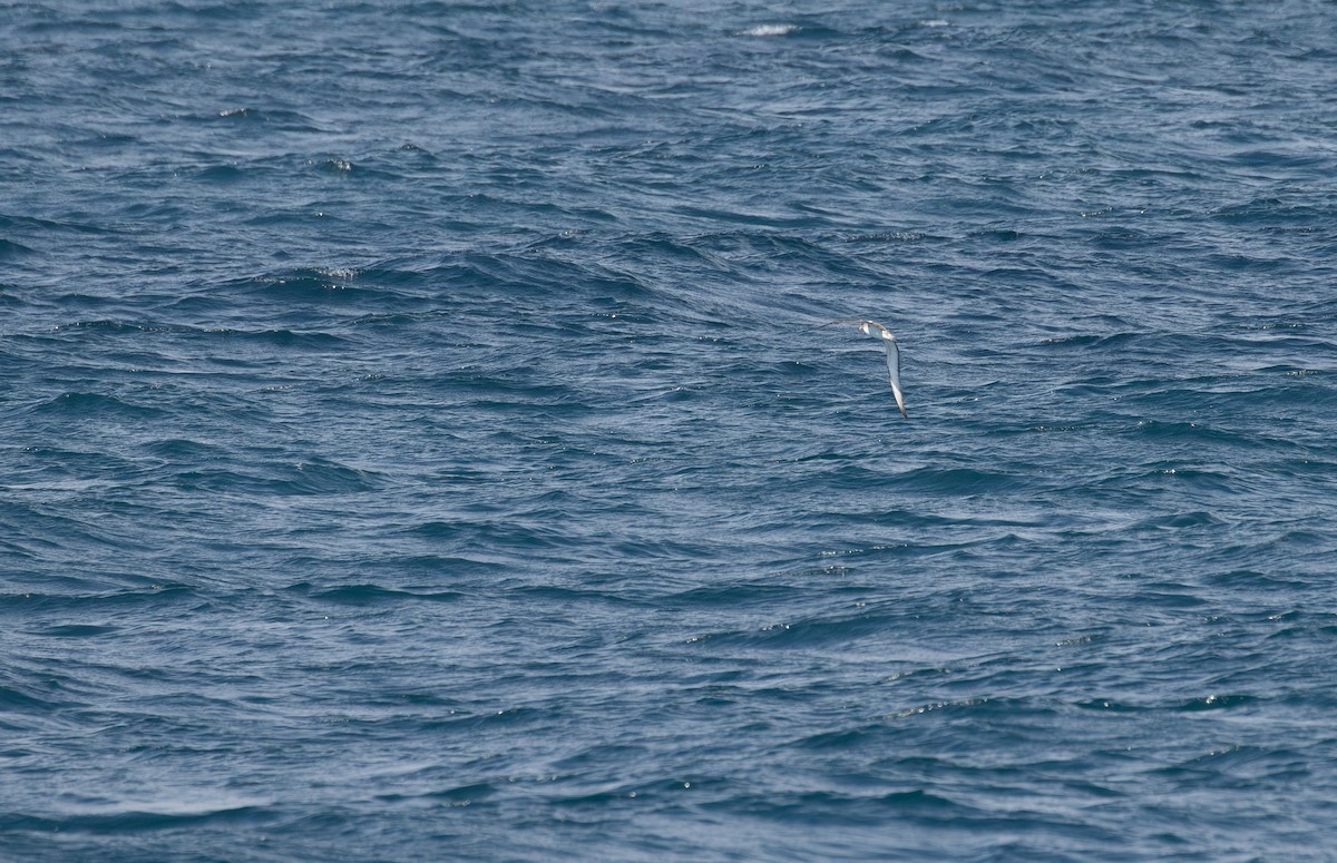 Cory's Shearwater (Scopoli's) - ML623924020