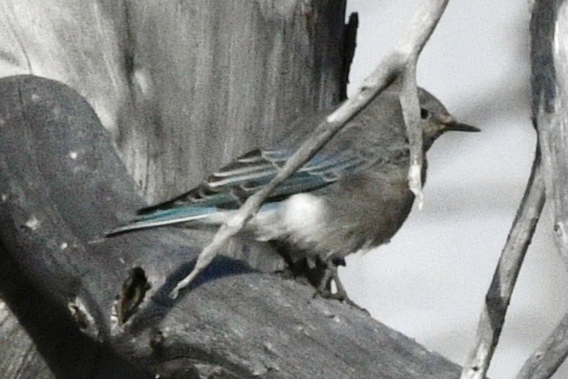 Mountain Bluebird - ML623924029