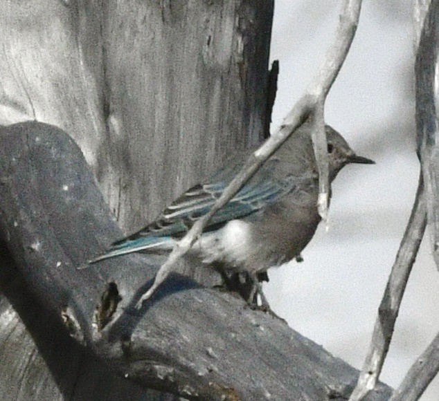 Mountain Bluebird - ML623924030