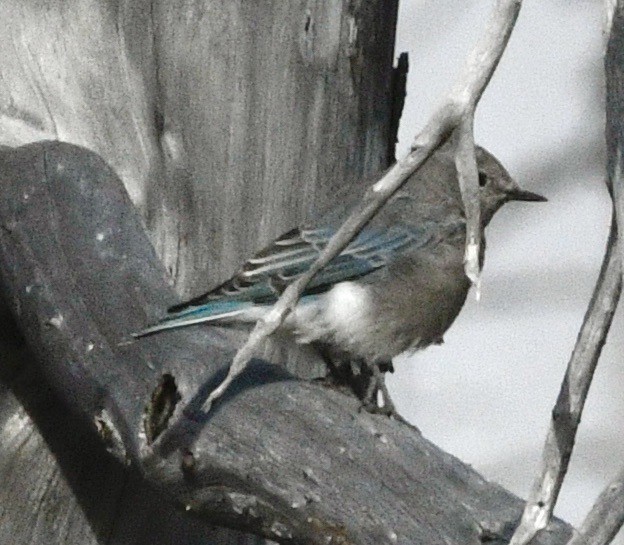 Mountain Bluebird - ML623924031