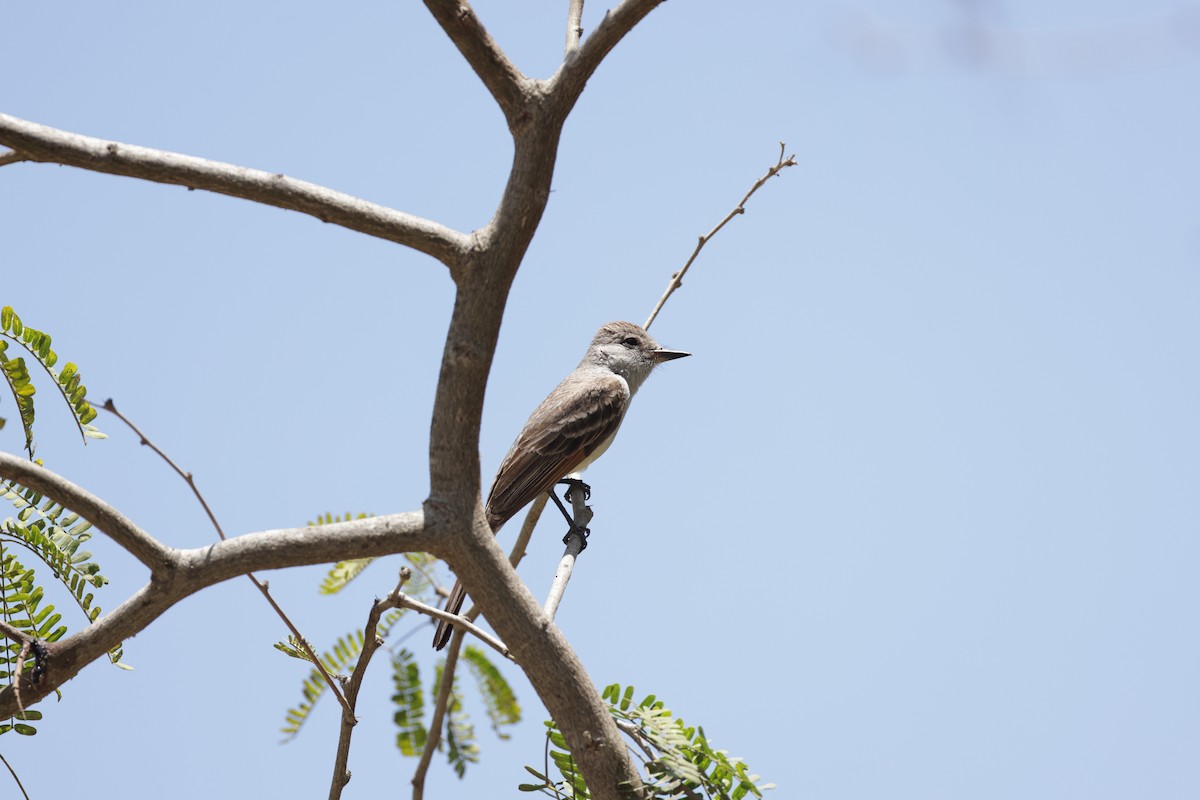 Ash-throated Flycatcher - ML623924044