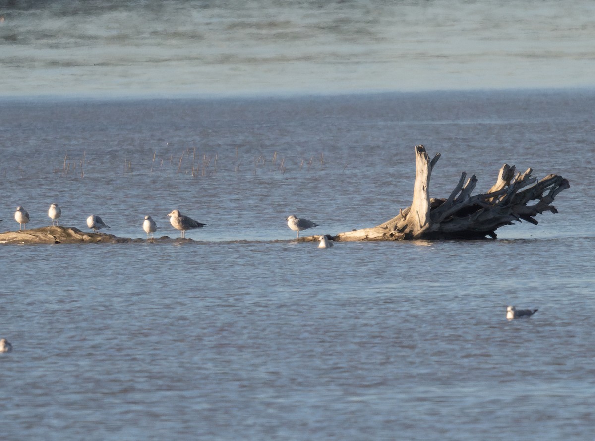 Ring-billed Gull - ML623924050