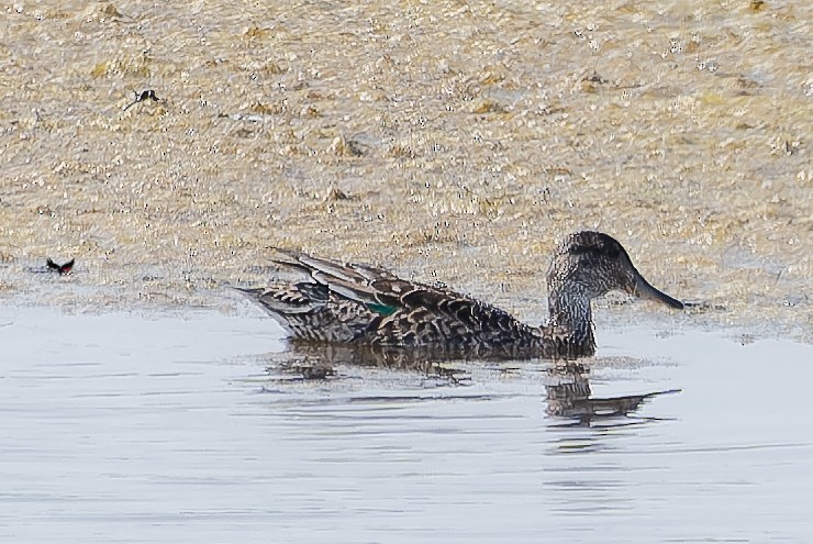 Green-winged Teal - Luis Marçal