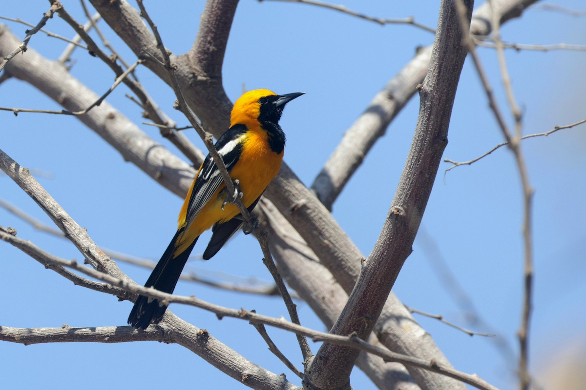 Oriole masqué - ML623924062