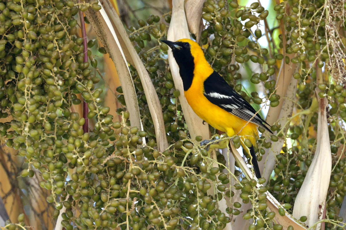 Oriole masqué - ML623924063