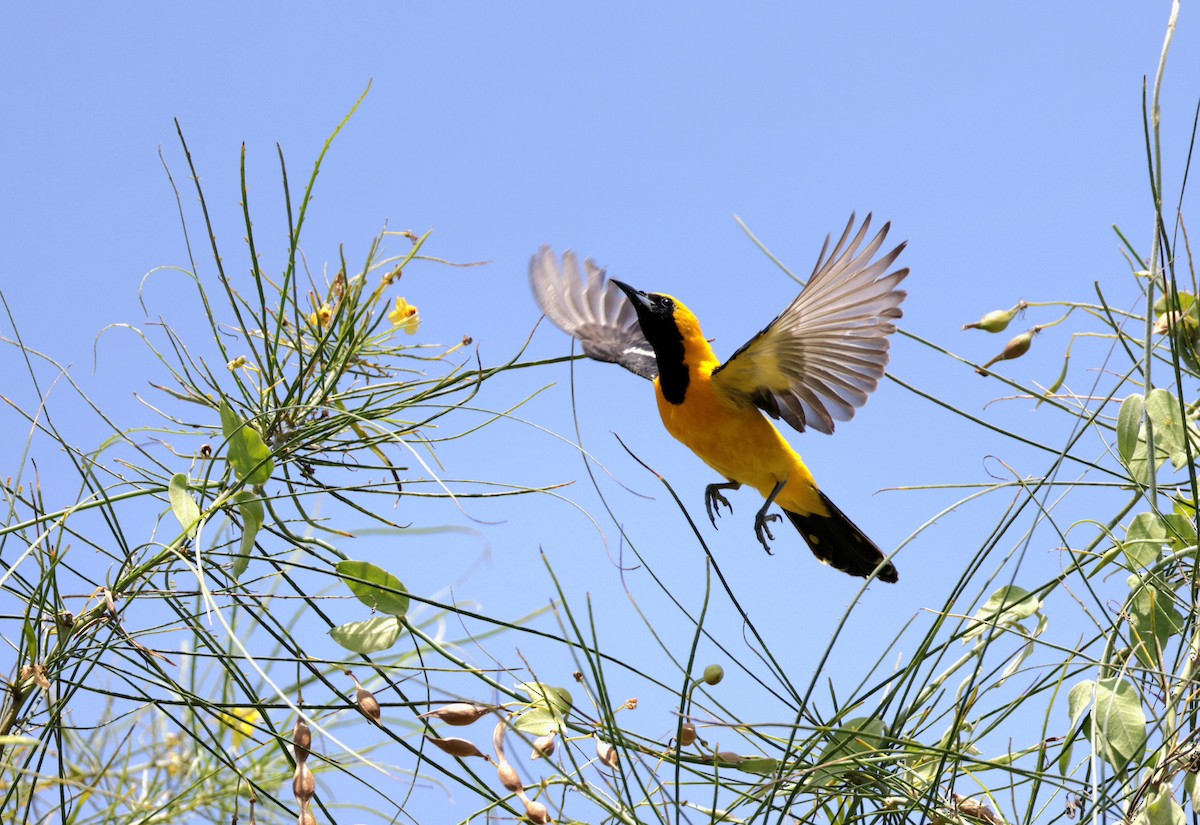 Hooded Oriole - ML623924064