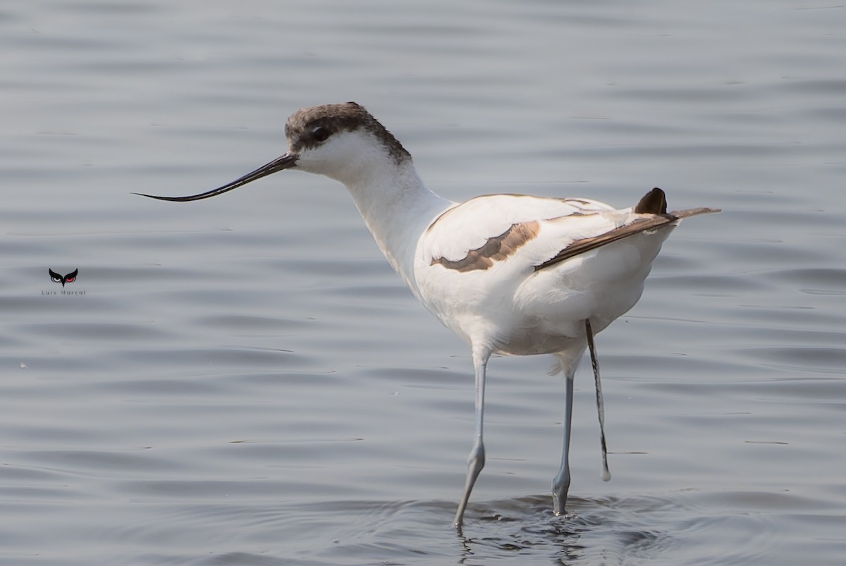 Avoceta Común - ML623924075