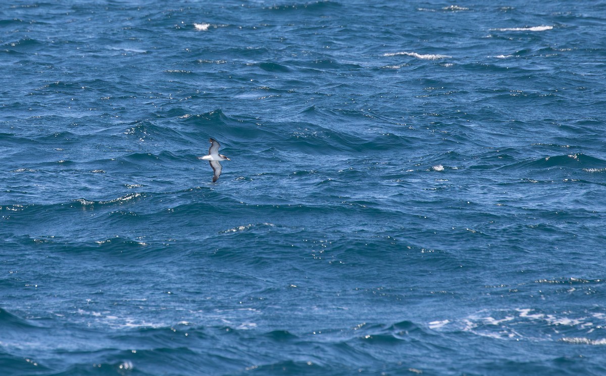 Cory's Shearwater (borealis) - ML623924108