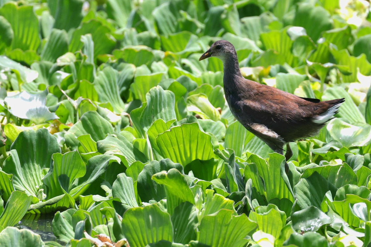 Gallinule d'Amérique - ML623924132