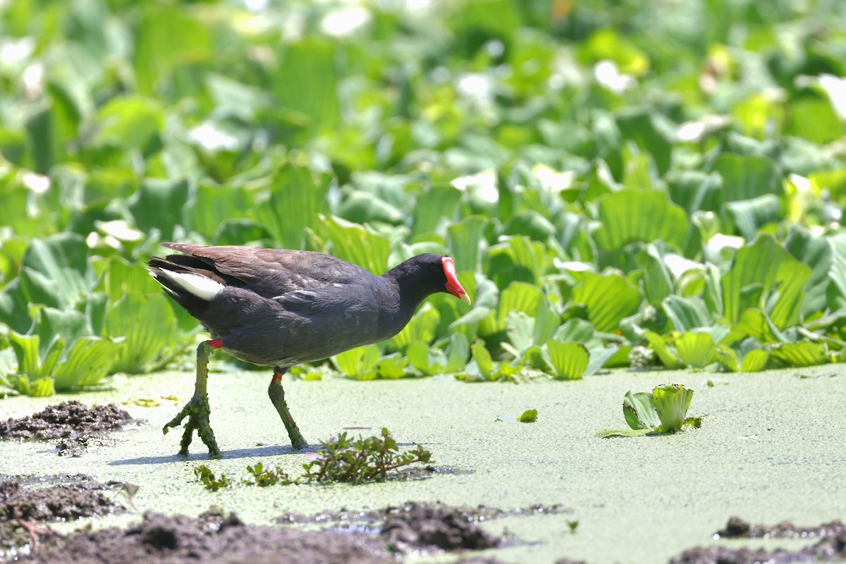 Common Gallinule - Connor Teseny