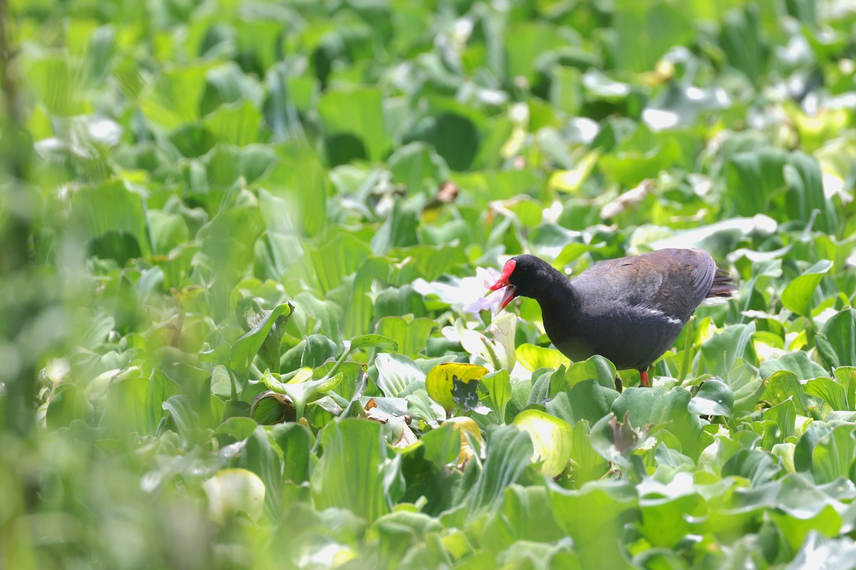 Common Gallinule - Connor Teseny