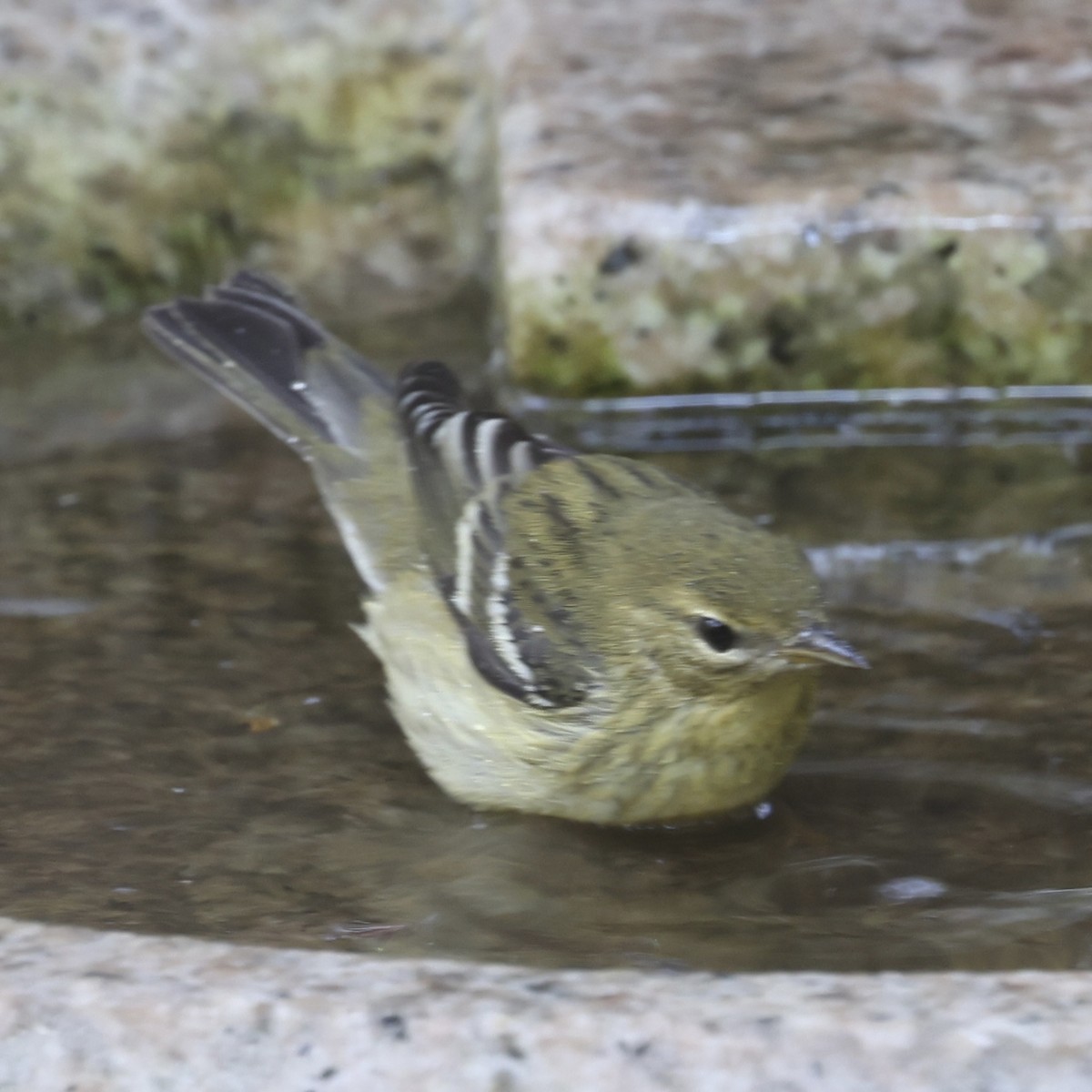 Blackpoll Warbler - Glenn and Ellen Peterson