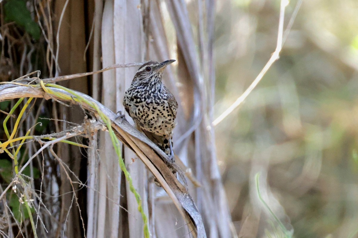 Cactus Wren - ML623924153