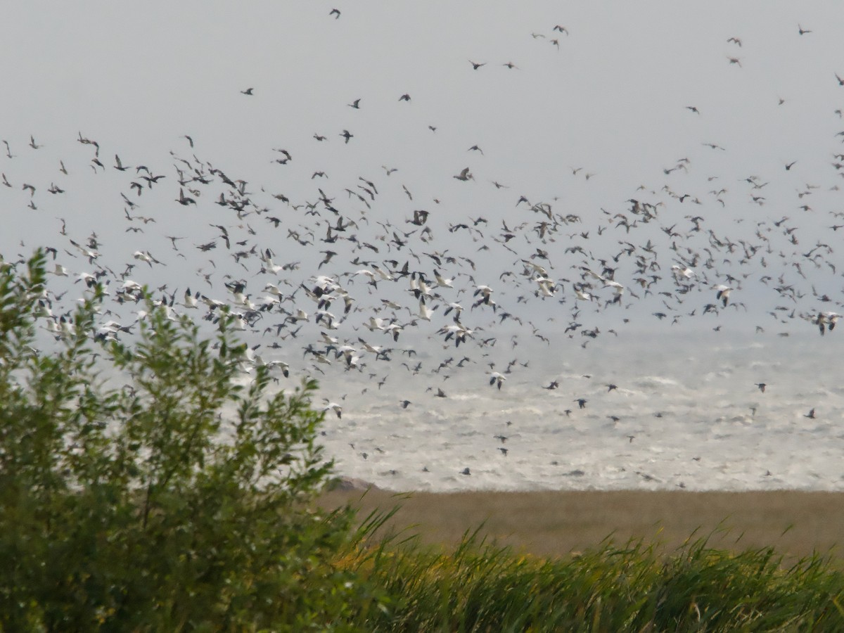 Snow Goose - John Felton