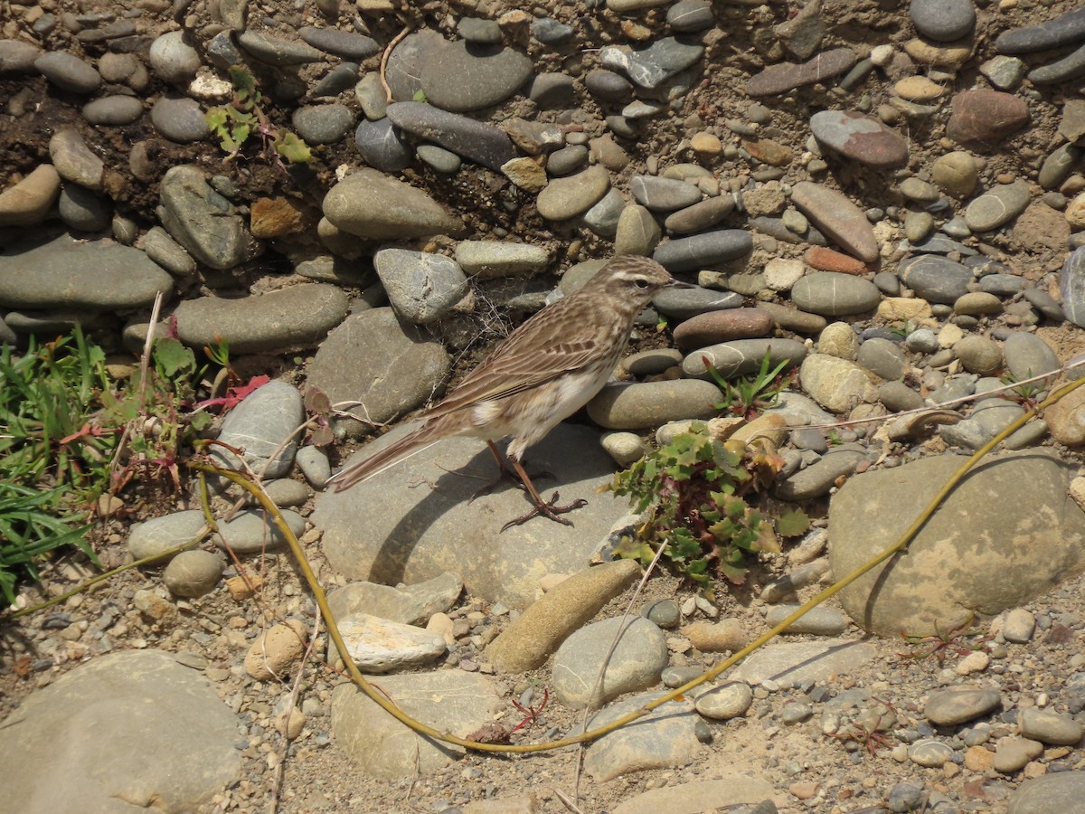 New Zealand Pipit - ML623924163