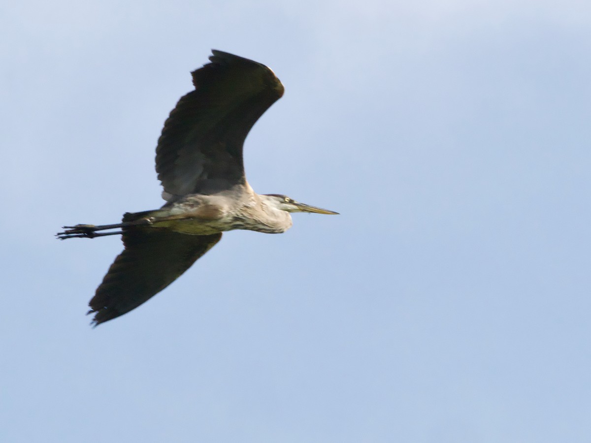 Great Blue Heron - ML623924166