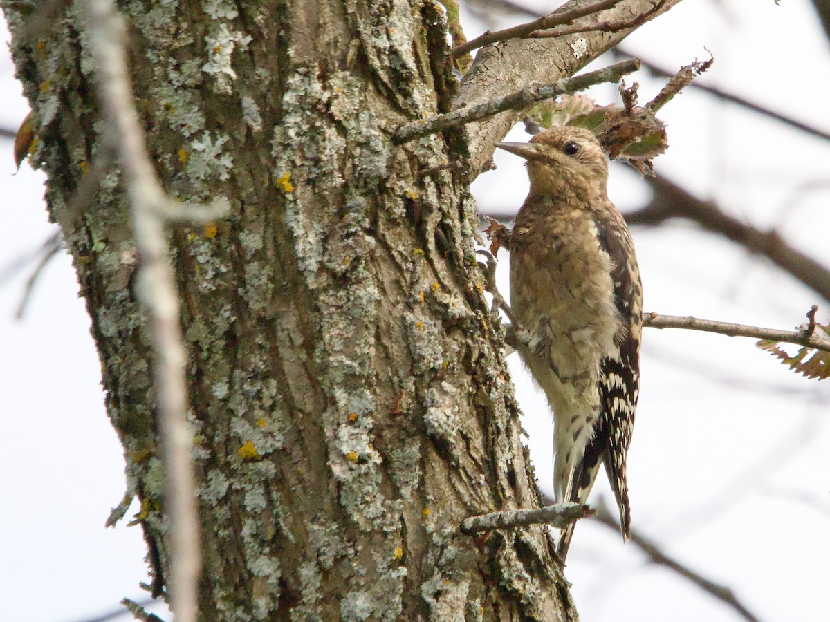 Yellow-bellied Sapsucker - ML623924175