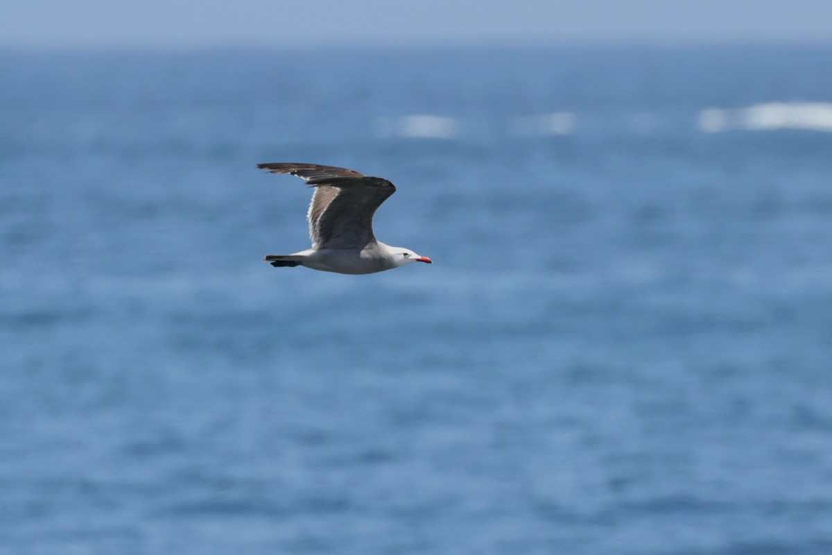 Heermann's Gull - ML623924176