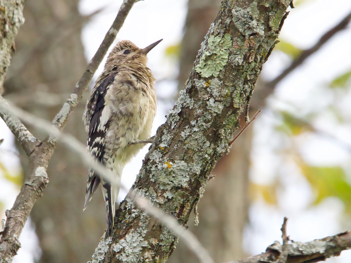 Yellow-bellied Sapsucker - John Felton