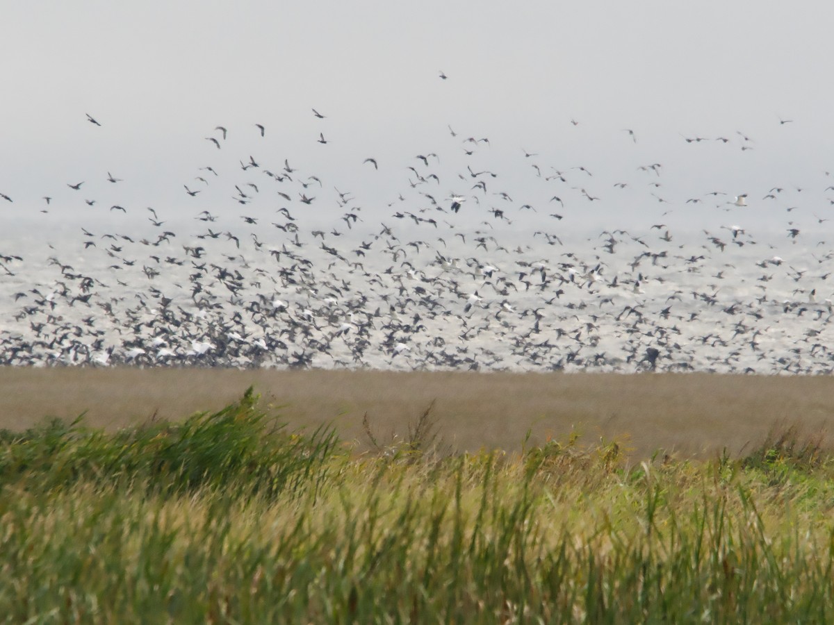 Snow Goose - ML623924191