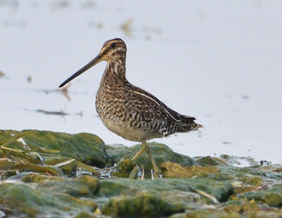 Wilson's Snipe - Christine Hough