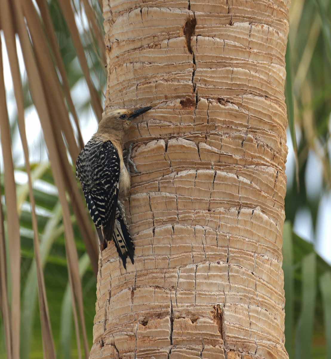 Gila Woodpecker - ML623924212