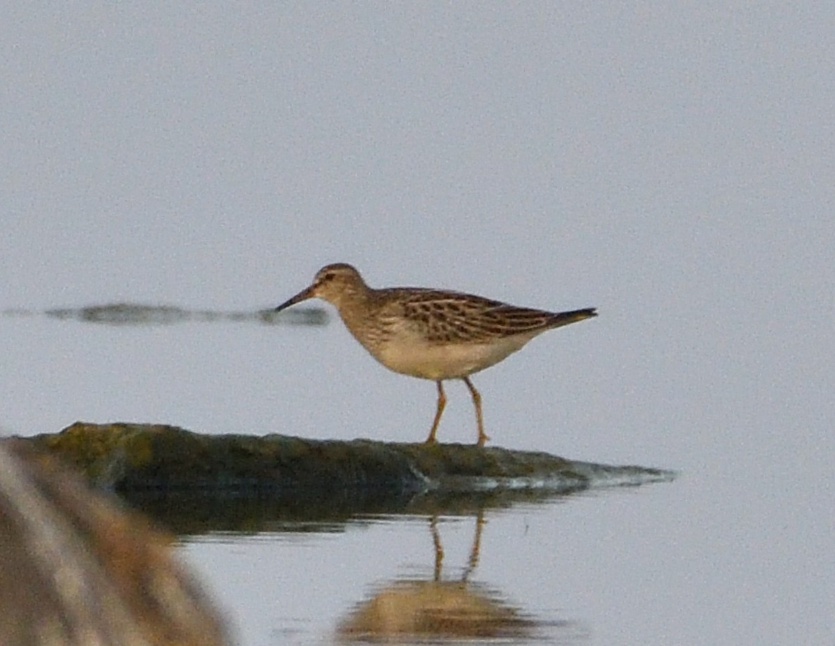 Bécasseau à poitrine cendrée - ML623924215