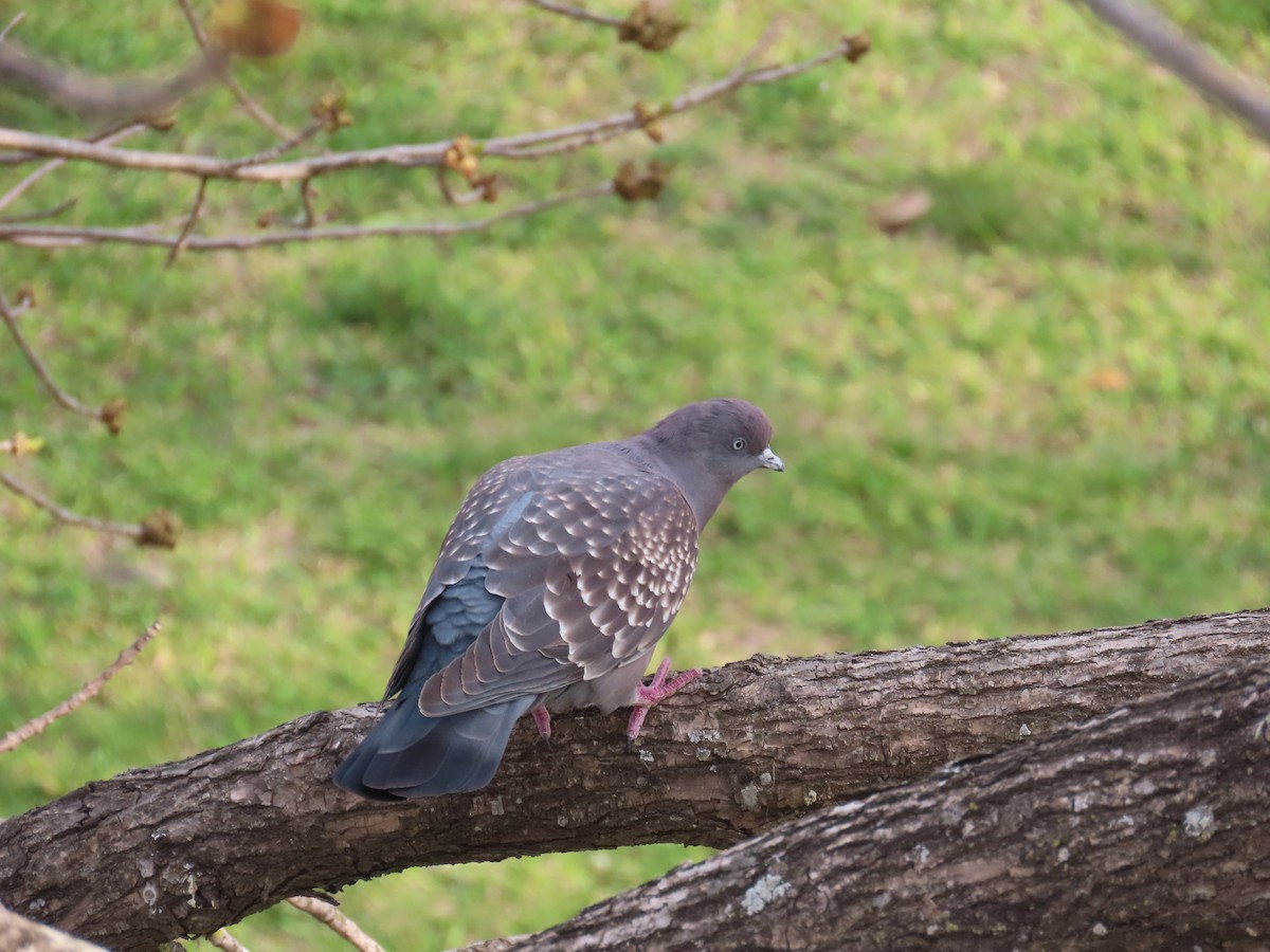 Spot-winged Pigeon - ML623924227