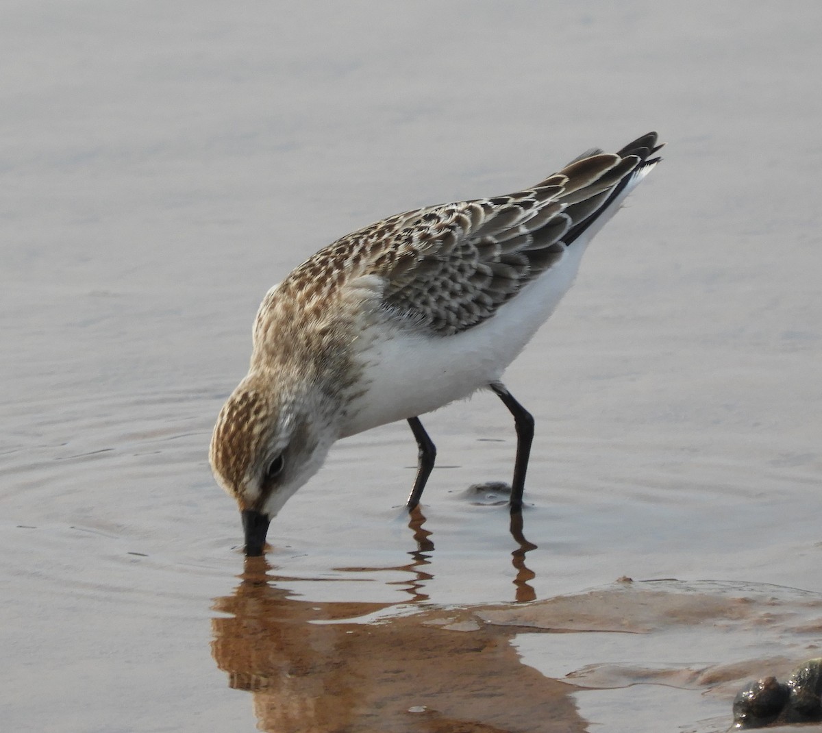 sandsnipe - ML623924237