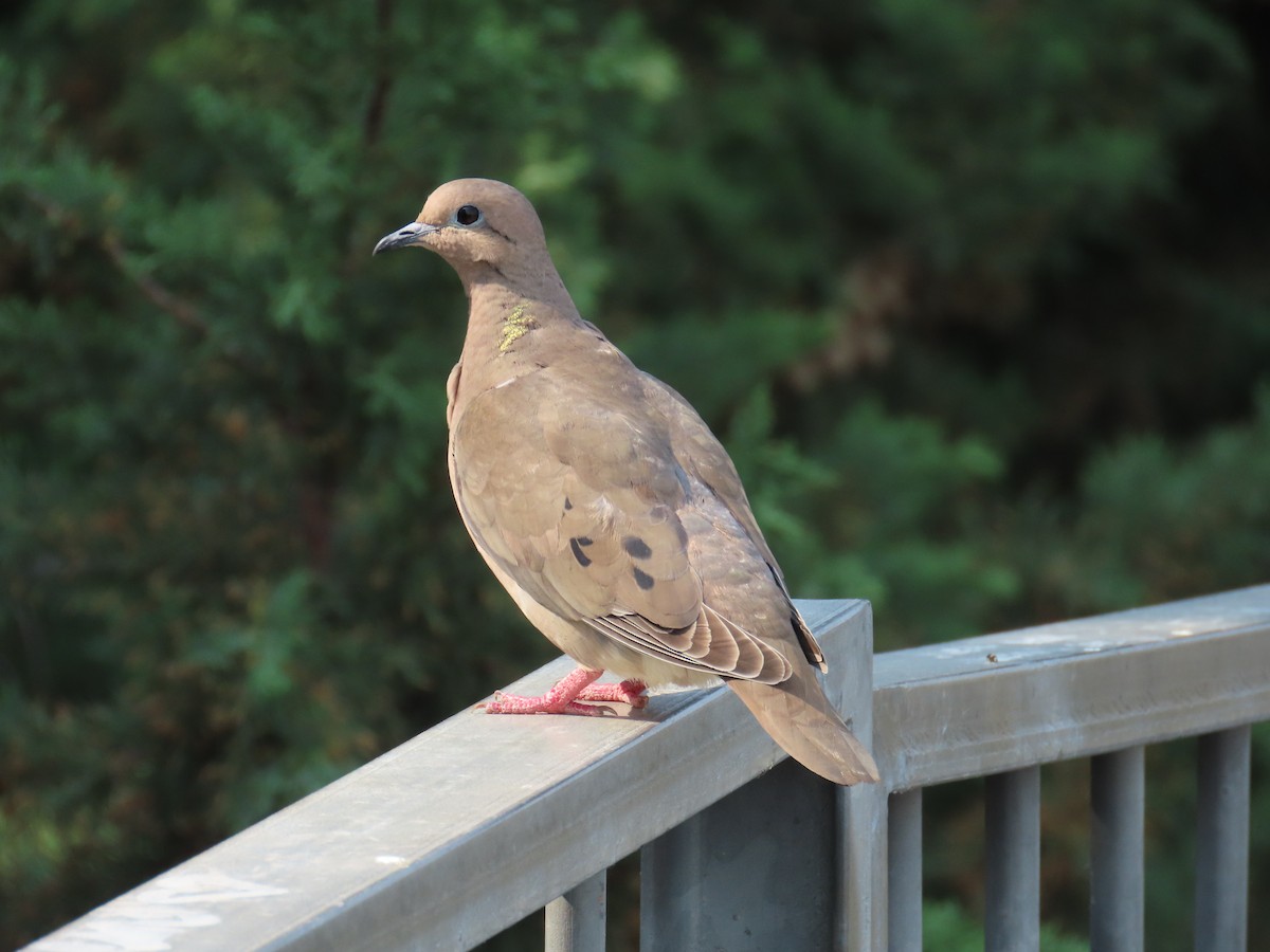 Eared Dove - ML623924238