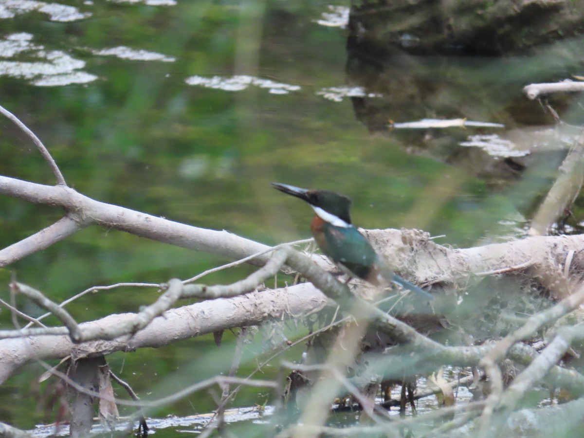 Green Kingfisher - ML623924246