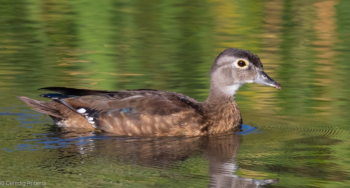 Wood Duck - ML623924247