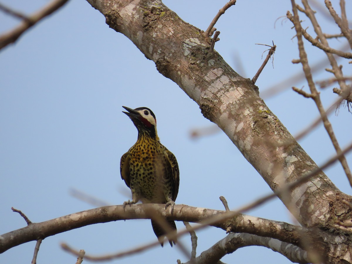 Green-barred Woodpecker - ML623924249