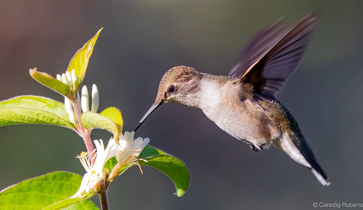 Black-chinned Hummingbird - ML623924251