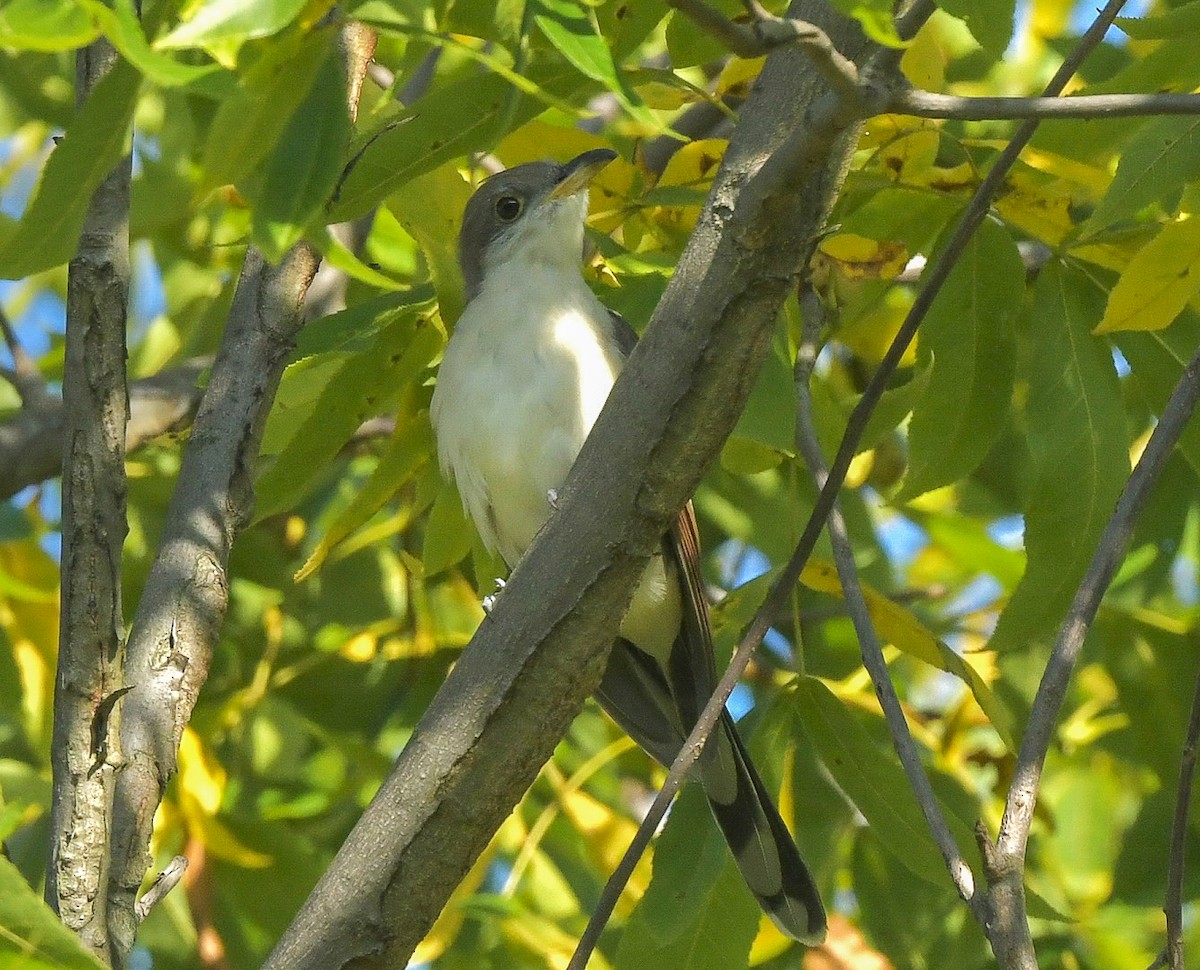 Yellow-billed Cuckoo - ML623924256