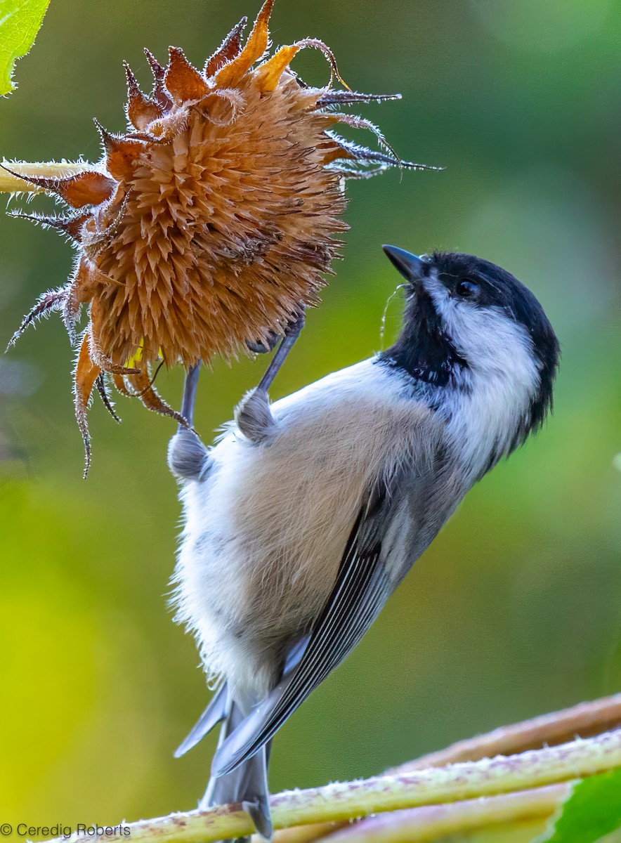 Black-capped Chickadee - ML623924259