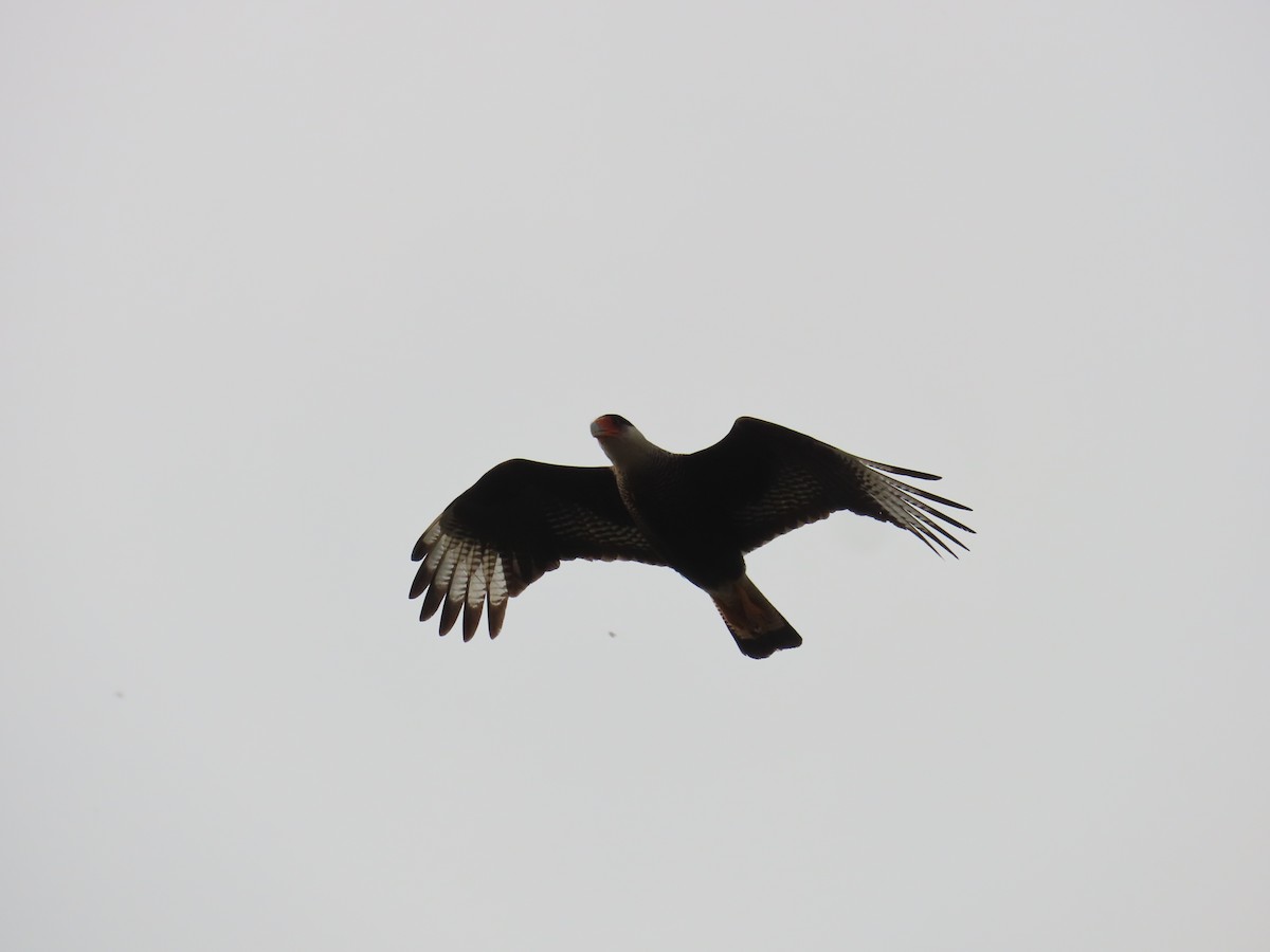 Crested Caracara - ML623924260