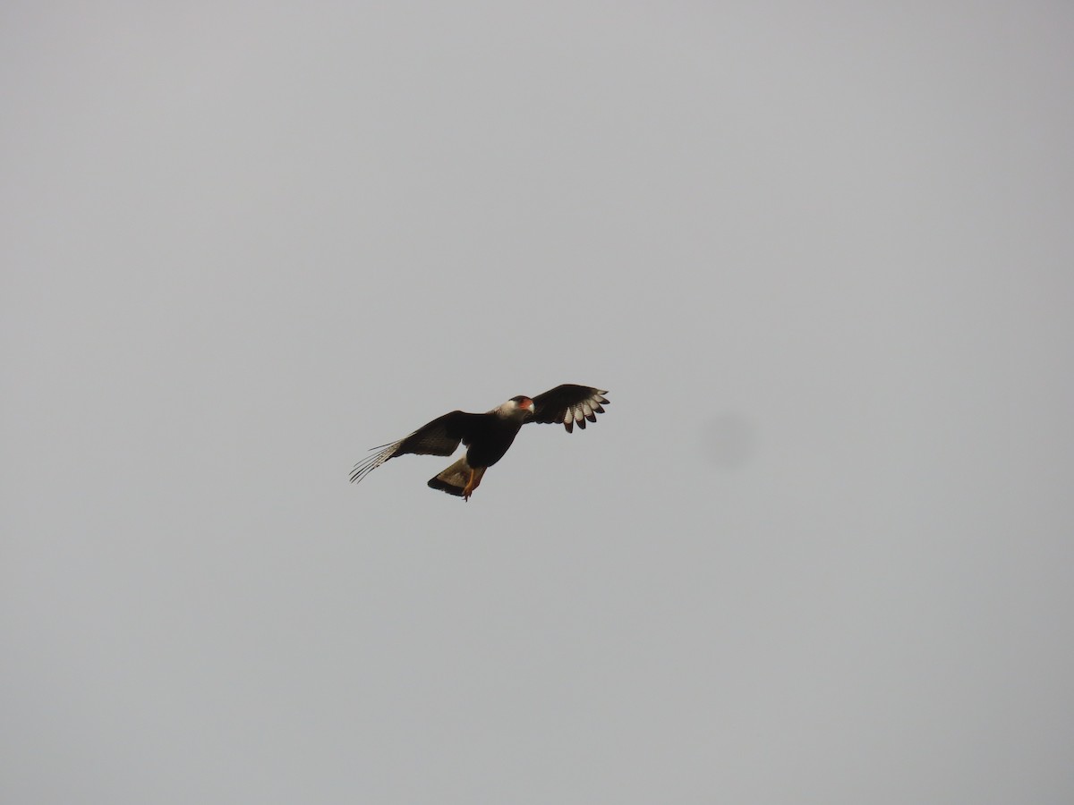 Crested Caracara - ML623924261