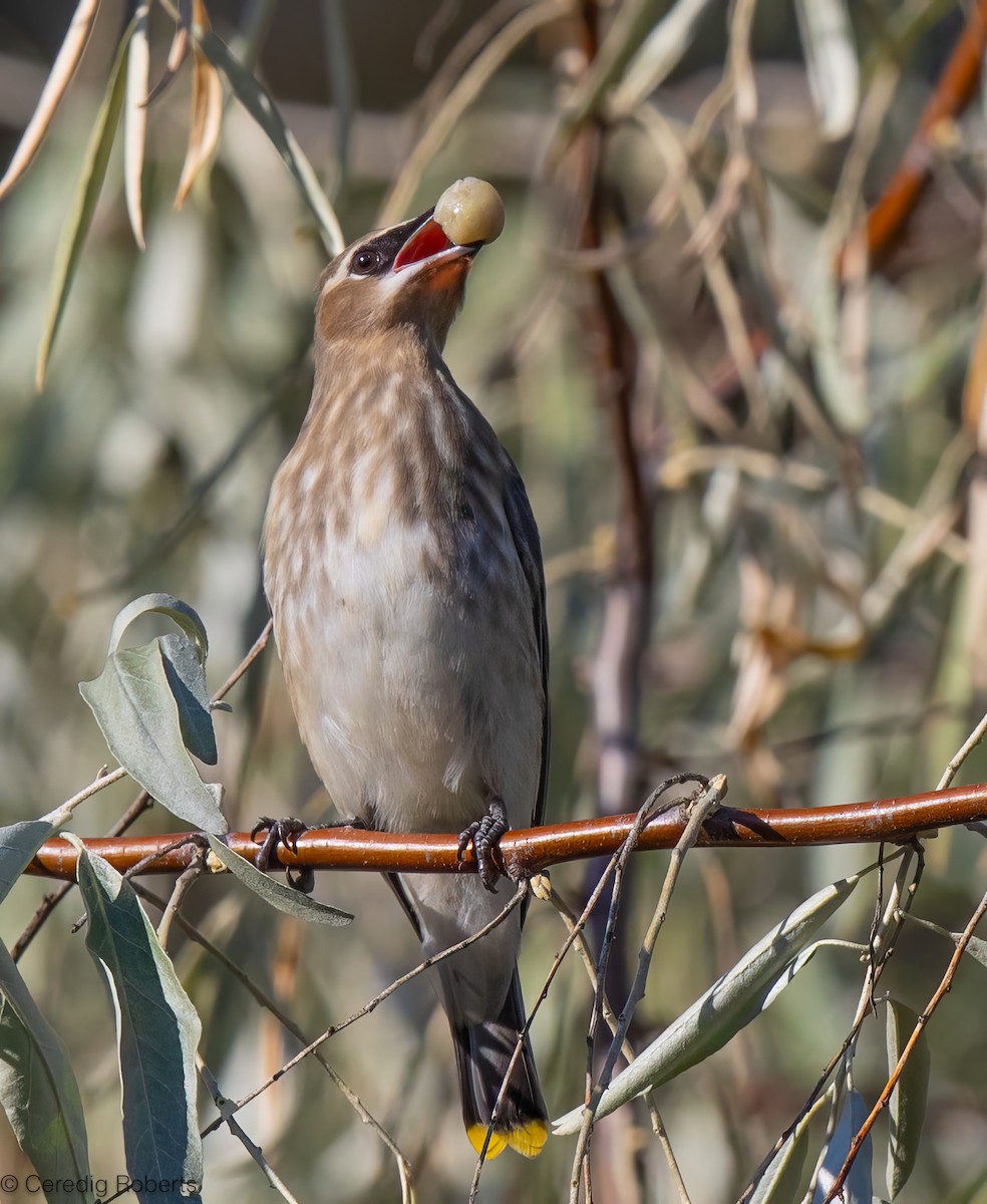 Cedar Waxwing - ML623924267